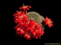 Rebutia beryllioides J65 1762